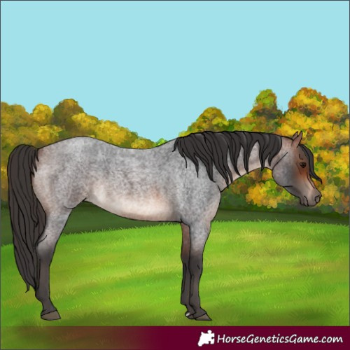 Horse Color:Bay Roan