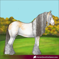 Horse Color:White Spotted Buckskin Dun