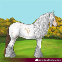 Horse Color:White Spotted Bay Dun Tobiano Near Leopard