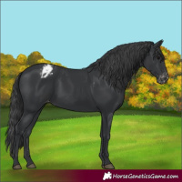 Horse Color:Black Varnish 