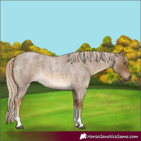 Horse Color:Chocolate Palomino Roan Tobiano