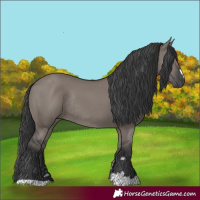 Horse Color:Grullo Rabicano 