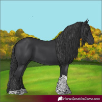 Horse Color:Black Tobiano