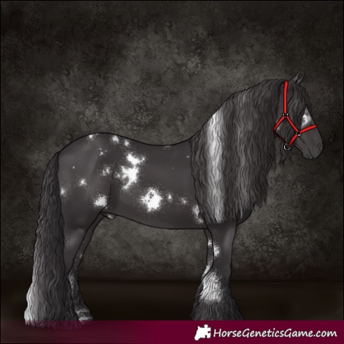Horse Color:White Spotted Smoky Black 