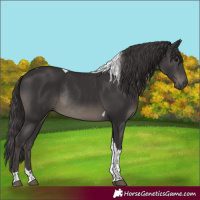 Horse Color:Smoky Black Tobiano Rabicano