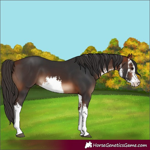 Horse Color:White Spotted Bay