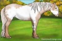 Horse Color:Silver Bay Roan Pearl Frame
