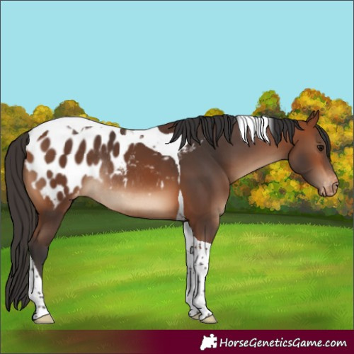 Horse Color:Bay Tobiano Appaloosa Rabicano