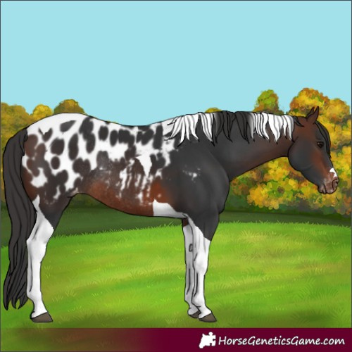 Horse Color:Brown Tobiano Appaloosa Rabicano
