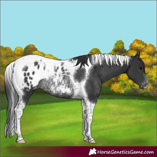 Horse Color:Black Tobiano Appaloosa Rabicano 