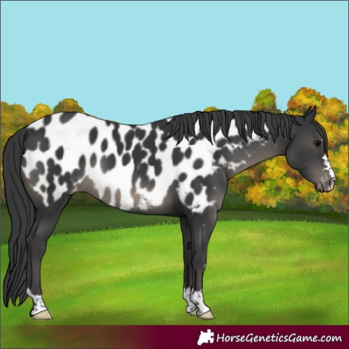 Horse Color:Black Appaloosa Rabicano 