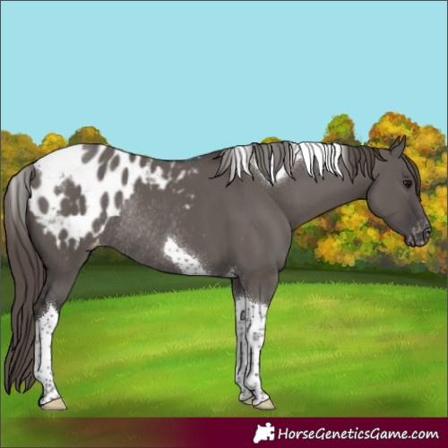 Horse Color:Smoky Grullo Tobiano Appaloosa Rabicano 