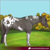 Horse Color:Smoky Grullo Tobiano Varnish Rabicano