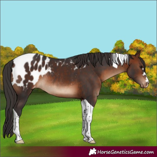 Horse Color:Brown Tobiano Appaloosa Rabicano 