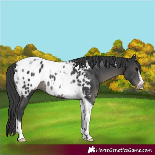 Horse Color:Black Tobiano Frame Appaloosa Rabicano 
