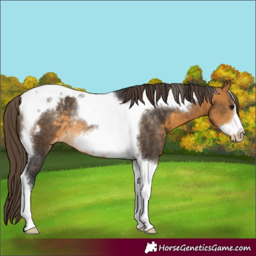 Horse Color:Buckskin Tobiano Frame Appaloosa Rabicano