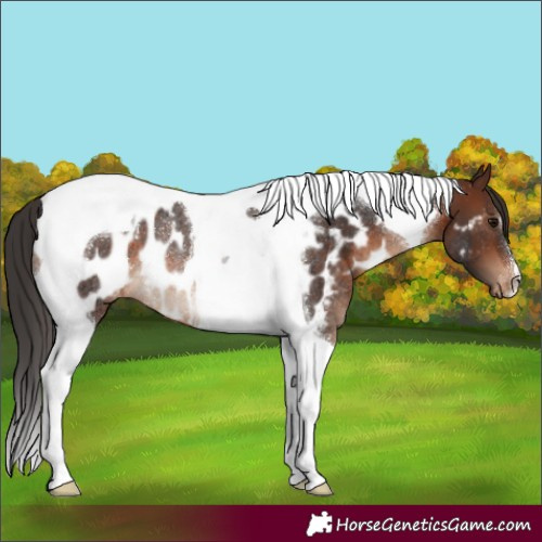 Horse Color:Brown Tobiano Appaloosa Rabicano 