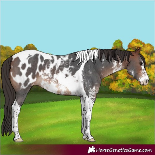 Horse Color:Bay Sabino Tobiano Appaloosa 