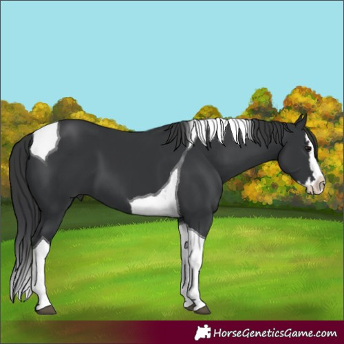 Horse Color:Black Splash Tobiano