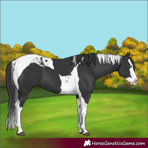 Horse Color:Black Splash Tobiano