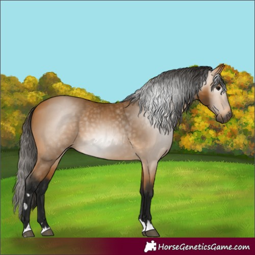 Horse Color:Gray Buckskin 