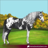 Horse Color:Black Tobiano Frame Skewed LP Spotted 