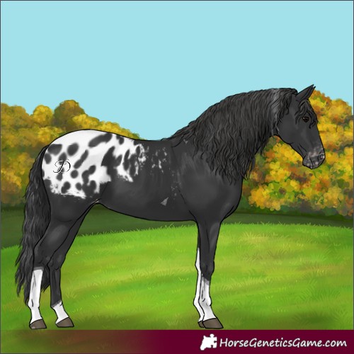 Horse Color:Black Tobiano Appaloosa 
