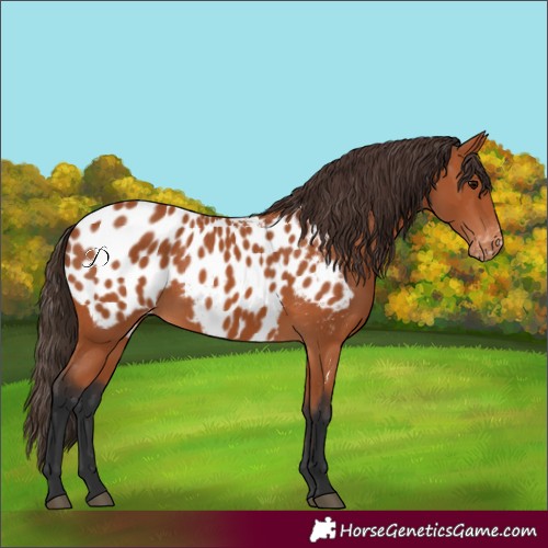 Horse Color:Bay Appaloosa