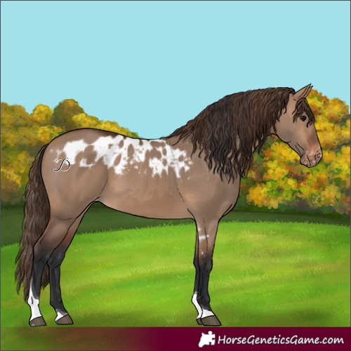 Horse Color:Brown Dun Tobiano Skewed Appaloosa 