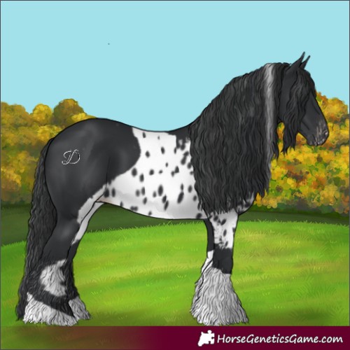 Horse Color:Black Tobiano Skewed Appaloosa