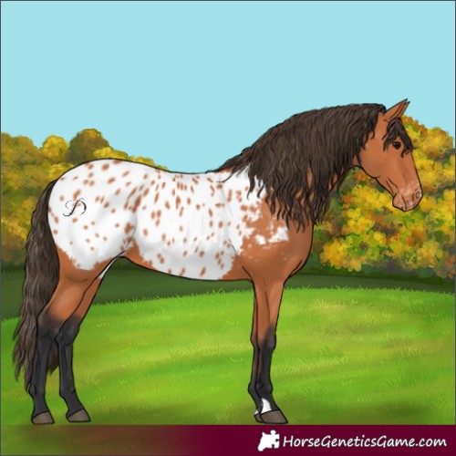 Horse Color:Bay Appaloosa