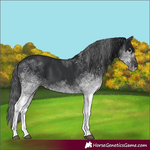 Horse Color:White Spotted Black 