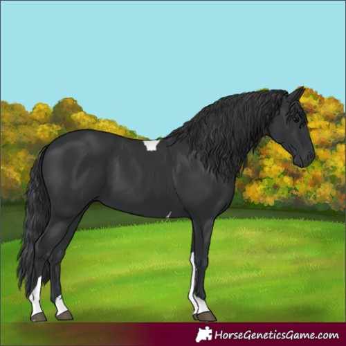 Horse Color:Black Tobiano Rabicano