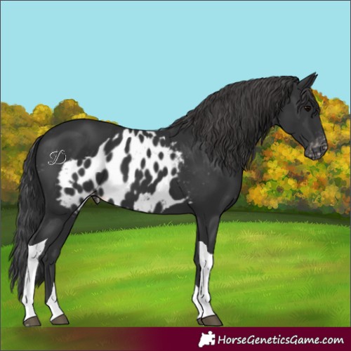 Horse Color:Black Tobiano Skewed LP Spotted 