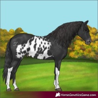 Horse Color:Black Tobiano Skewed LP Spotted