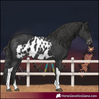 Horse Color:Black Tobiano Skewed LP Spotted 