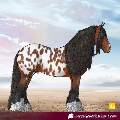 Horse Color:Bay Appaloosa