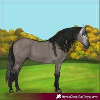 Horse Color:Gray Grullo 