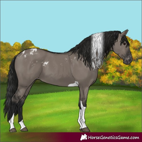 Horse Color:Gray Grullo Tobiano Skewed Appaloosa