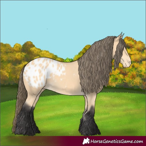 Horse Color:Buckskin Appaloosa 