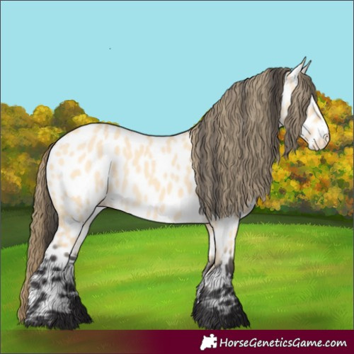 Horse Color:Buckskin Dun Appaloosa 