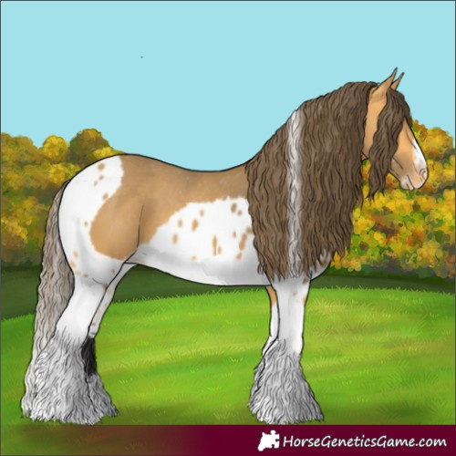 Horse Color:Buckskin Tobiano Frame Skewed Appaloosa 