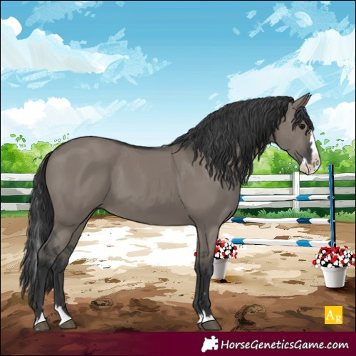 Horse Color:Grullo Splash