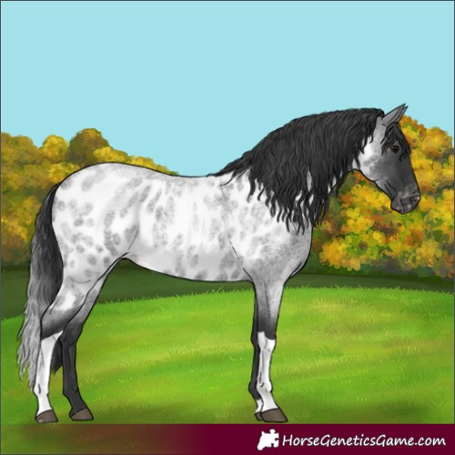 Horse Color:Blue Roan Tobiano Skewed Appaloosa 