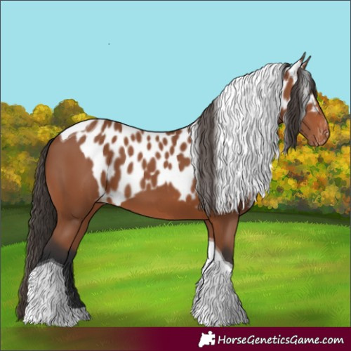 Horse Color:Bay Tobiano Skewed Appaloosa 