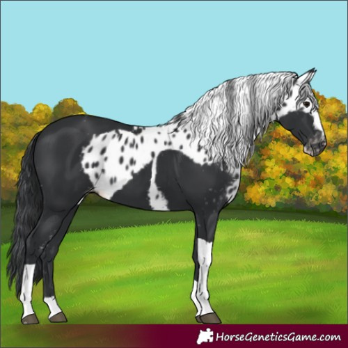 Horse Color:Black Tobiano Skewed Appaloosa