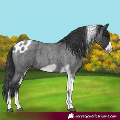 Horse Color:Blue Roan Tobiano Frame Skewed Appaloosa 