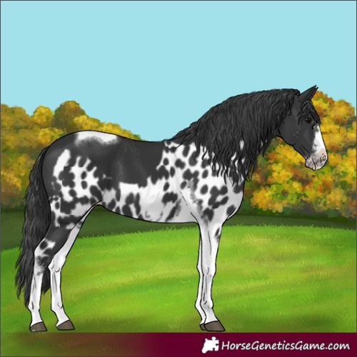 Horse Color:Black Tobiano Frame Skewed Appaloosa 
