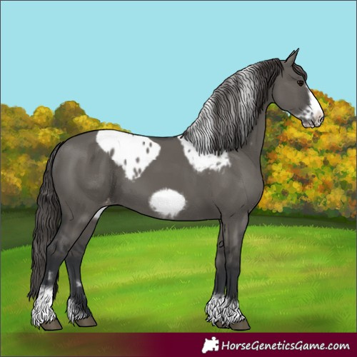 Horse Color:Grullo Tobiano Frame Skewed Appaloosa