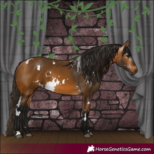 Horse Color:Gray White Spotted Buckskin